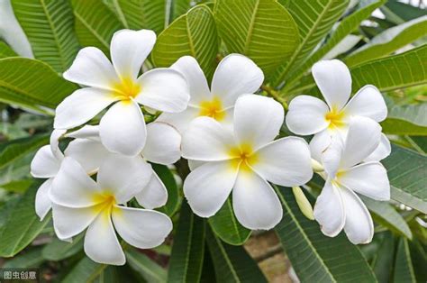 家裡種雞蛋花好嗎|如何種植雞蛋花